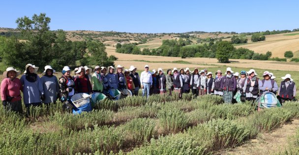 Kocaeli'de kekik hasadı başladı