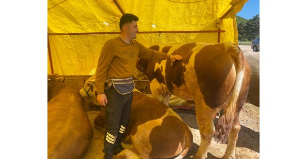 Kocaeli'de kurbanlıklar görücüye çıkmaya başladı