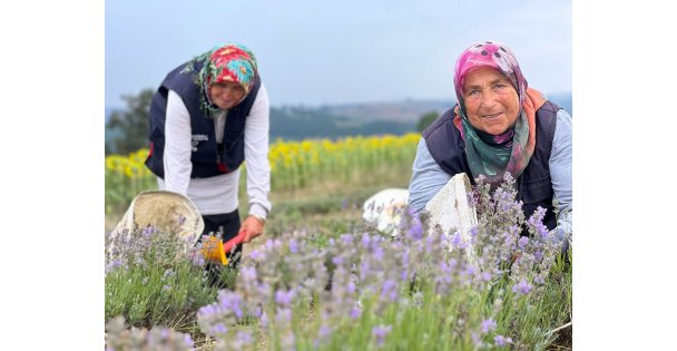 Kocaeli'de mor tarlalarda lavanta hasadı başladı