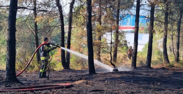 Kocaeli'de orman yangını