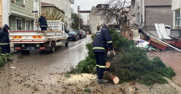 Kocaeli'de şiddetli rüzgar 12 metrelik ağacı devirdi: Yol trafiğe kapandı