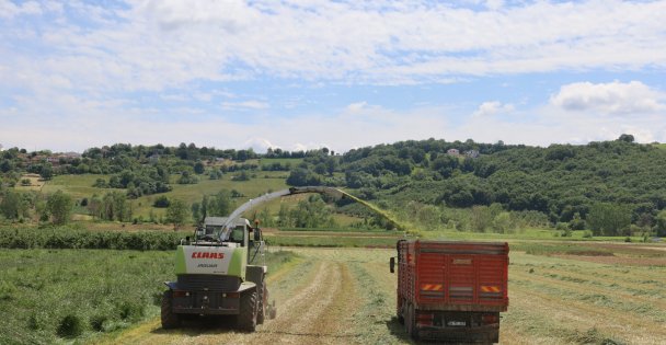 Kocaeli'nde 'süt otu” hasadı başladı