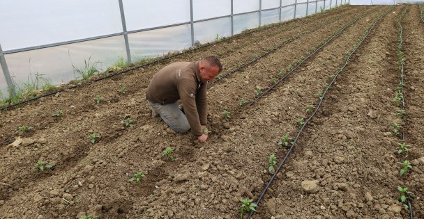 Kocaeli'nde tarım büyüyor, seracılık gelişiyor