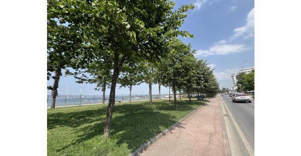 Kocaeli'yi ıhlamur kokusu sardı