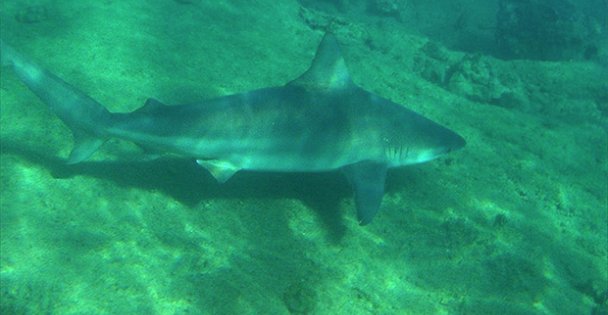 KÖPEK BALIĞI SALDIRISI !