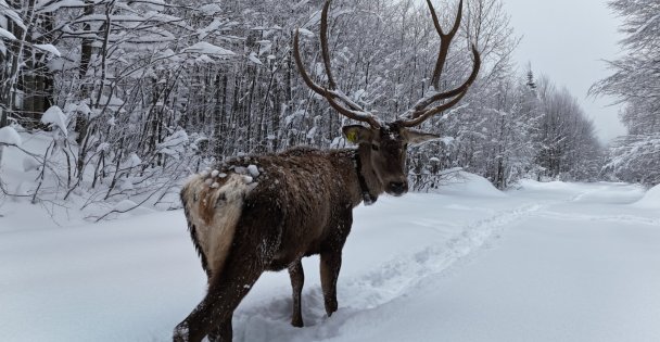Kuzuyayla'nın müdavimi kızıl geyikler
