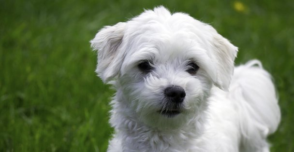 Maltese Terrier Bakımı