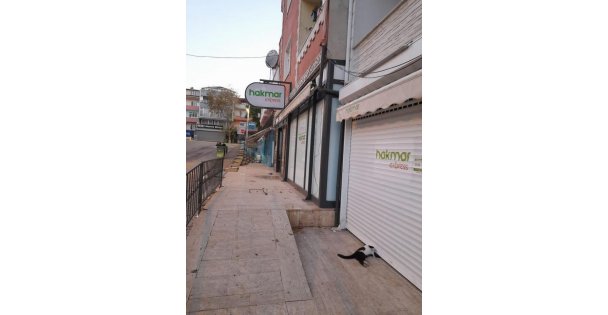 Marketin kepenginin altında kalan kedi telef oldu