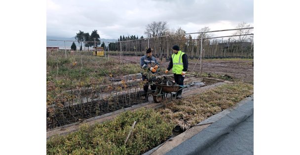 On binlerce bitki Büyükşehir fidanlığında yetişiyor