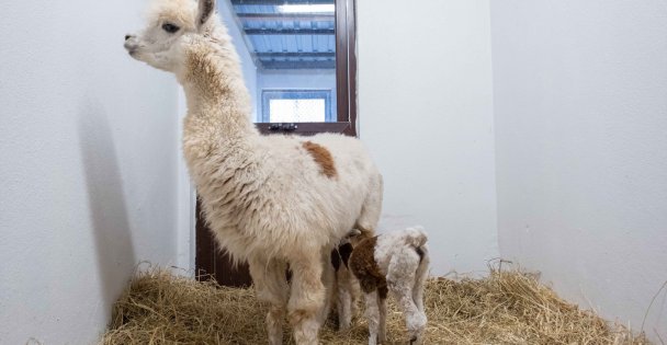 Ormanya'nın Yeni Gözdesi Yavru Alpaka