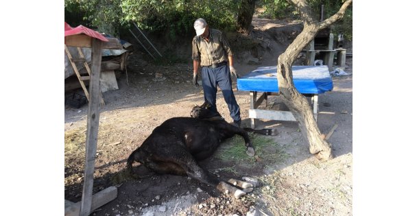 Otlamaya çıkıp, küflenmiş kuru ekmek yiyen inekler çatlayıp telef oldu