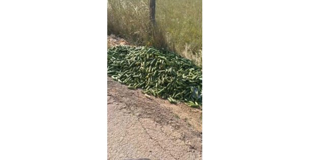 Salatalıkları sokağa attılar