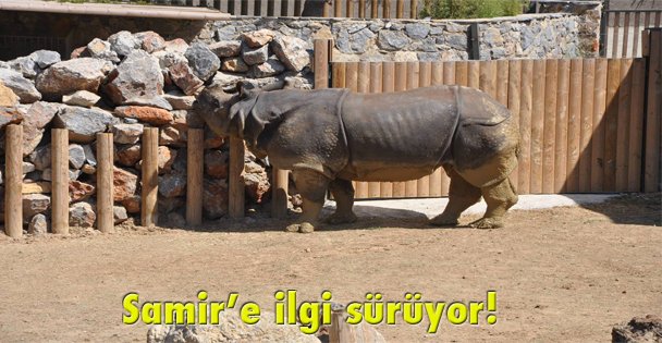 Samir'e ilgi sürüyor!