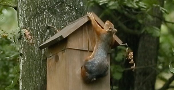 Sincap, kuş yuvasını mesken tuttu