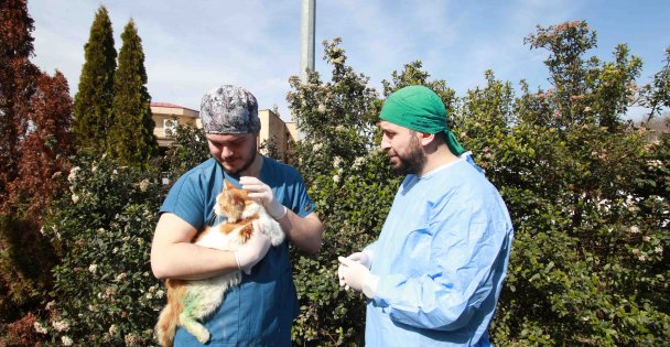 Sokak hayvanlarına Büyükşehir şefkati