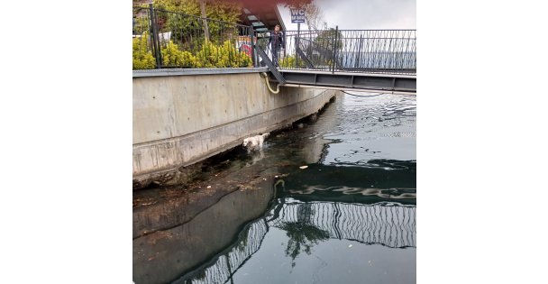 Su kanalına düşen köpek kurtarıldı