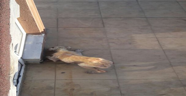 Tatlıkuyu'dan köpek şikayeti!