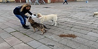 Başkan Büyükakın, sokak hayvanlarını unutmuyor