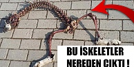 Bu İskeletler Nereden Çıktı !