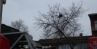 Budadığı ceviz ağacında fenalaşan vatandaşı itfaiye ekipleri kurtardı