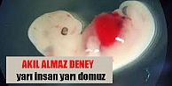 DOMUZ EMBRİYOSUNA İNSAN HÜCRESİ KONULDU