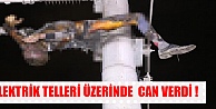 Elektrik Tellerinde Can Verdi