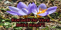 Kocaeli'de yeni bitki türü keşfedildi
