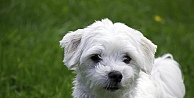 Maltese Terrier Bakımı