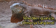 Terkedilen İguana'yı Ormanya Sahiplendi