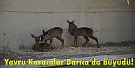 Yavru Karacalar Darıca'da büyüdü!