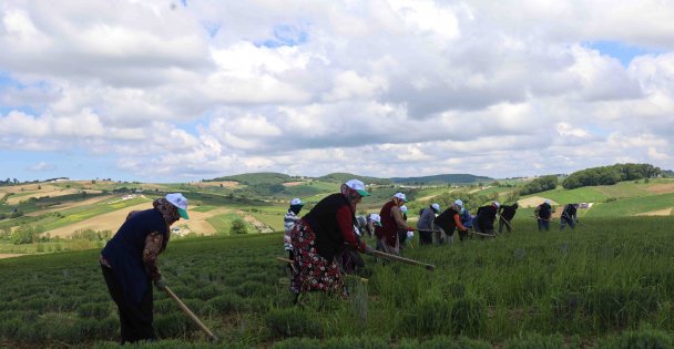 Tıbbi ve aromatik bitkilerin bahar temizliği yapılıyor