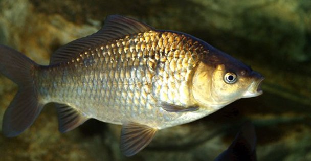 Ulusal ve Uluslararası Sazan Balığı Tutma Yarışması'na doğru