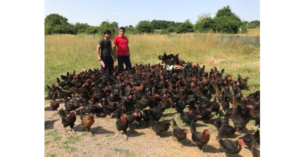 Üreticiye yüzde 50 hibeli yumurta tavuğu desteği