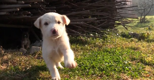 Yağmur kanalına sıkışan köpeği, itfaiye kurtardı