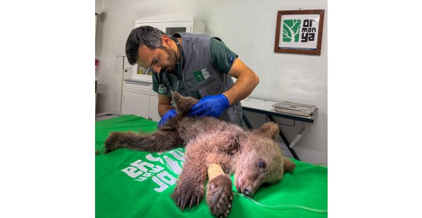 Yavru ayı Ormanya'da tedavi altında