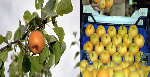 YİYEN TEKRAR YEMEK İSTİYOR!