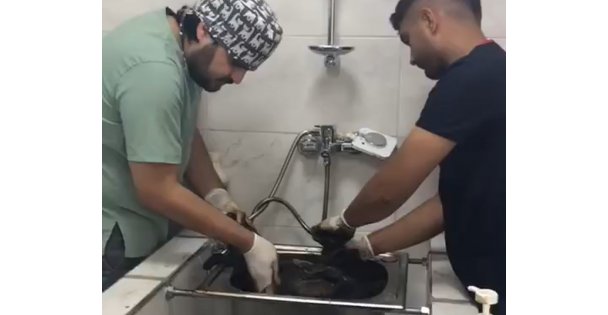 Zifte bulanmıştı, rehabilitasyon merkezinde yaşama tutundu